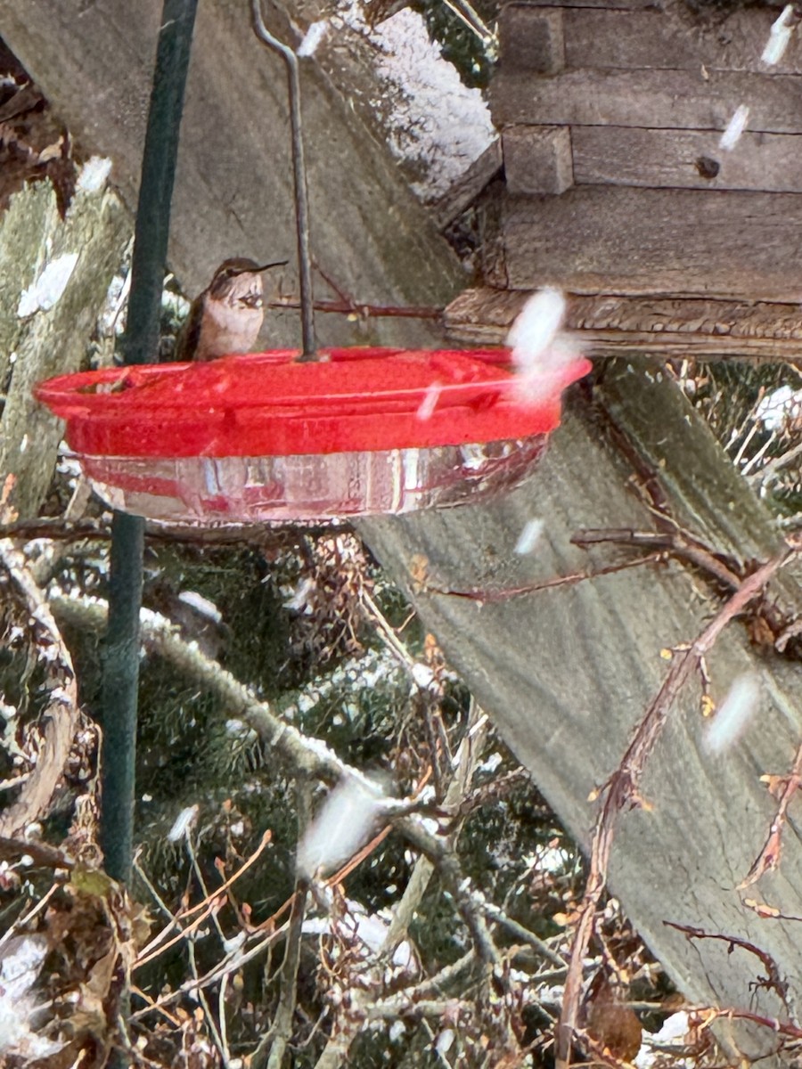 Rufous Hummingbird - ML627824089