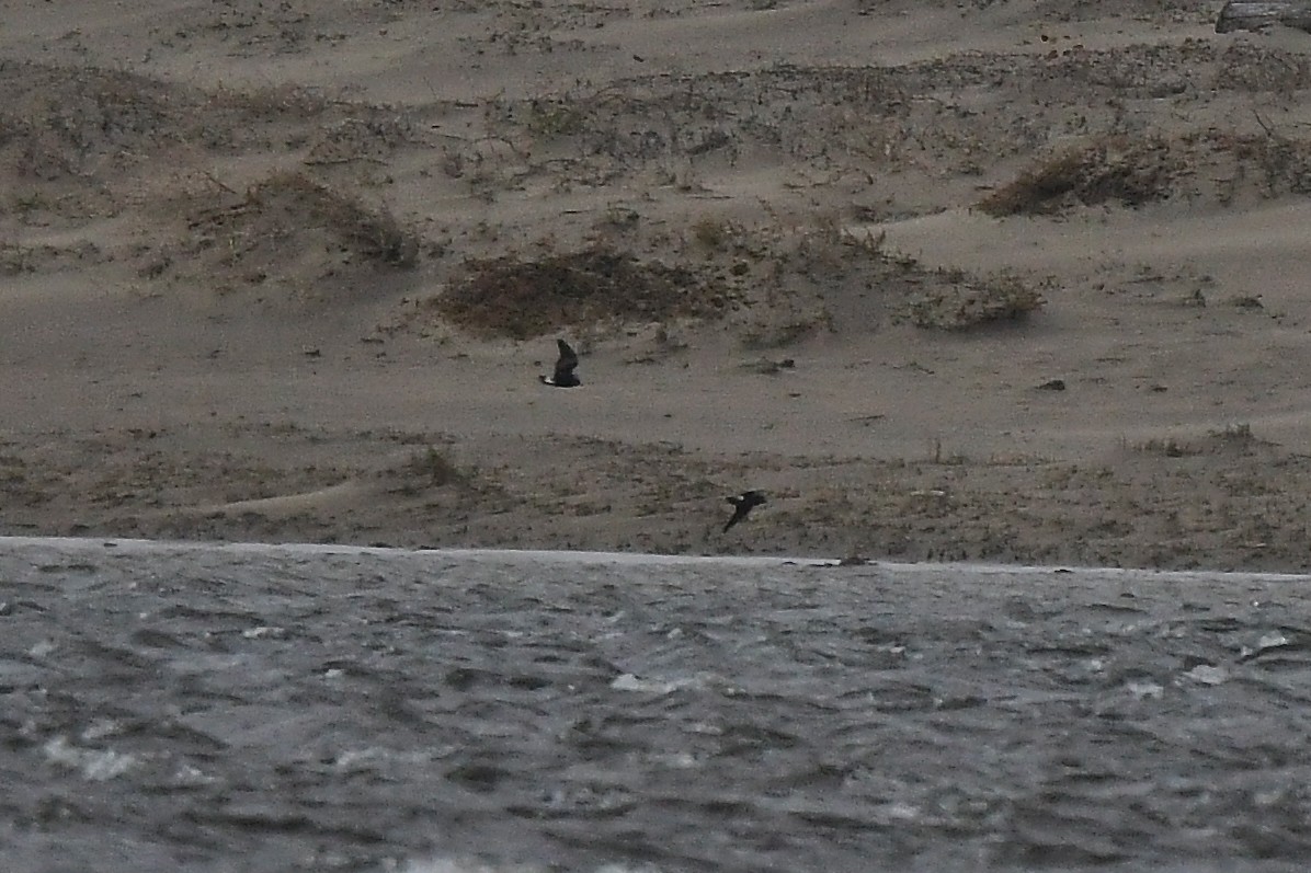 Leach's Storm-Petrel - ML627824119