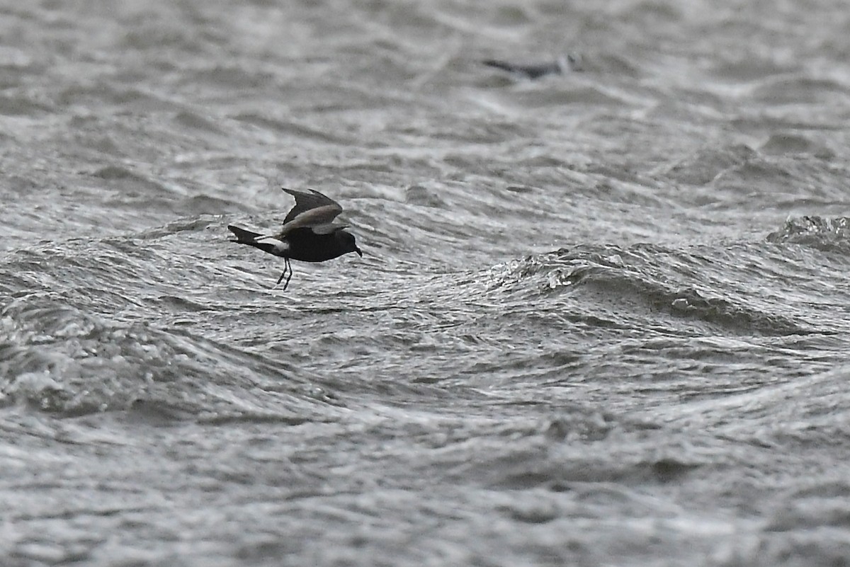 Leach's Storm-Petrel - ML627824141