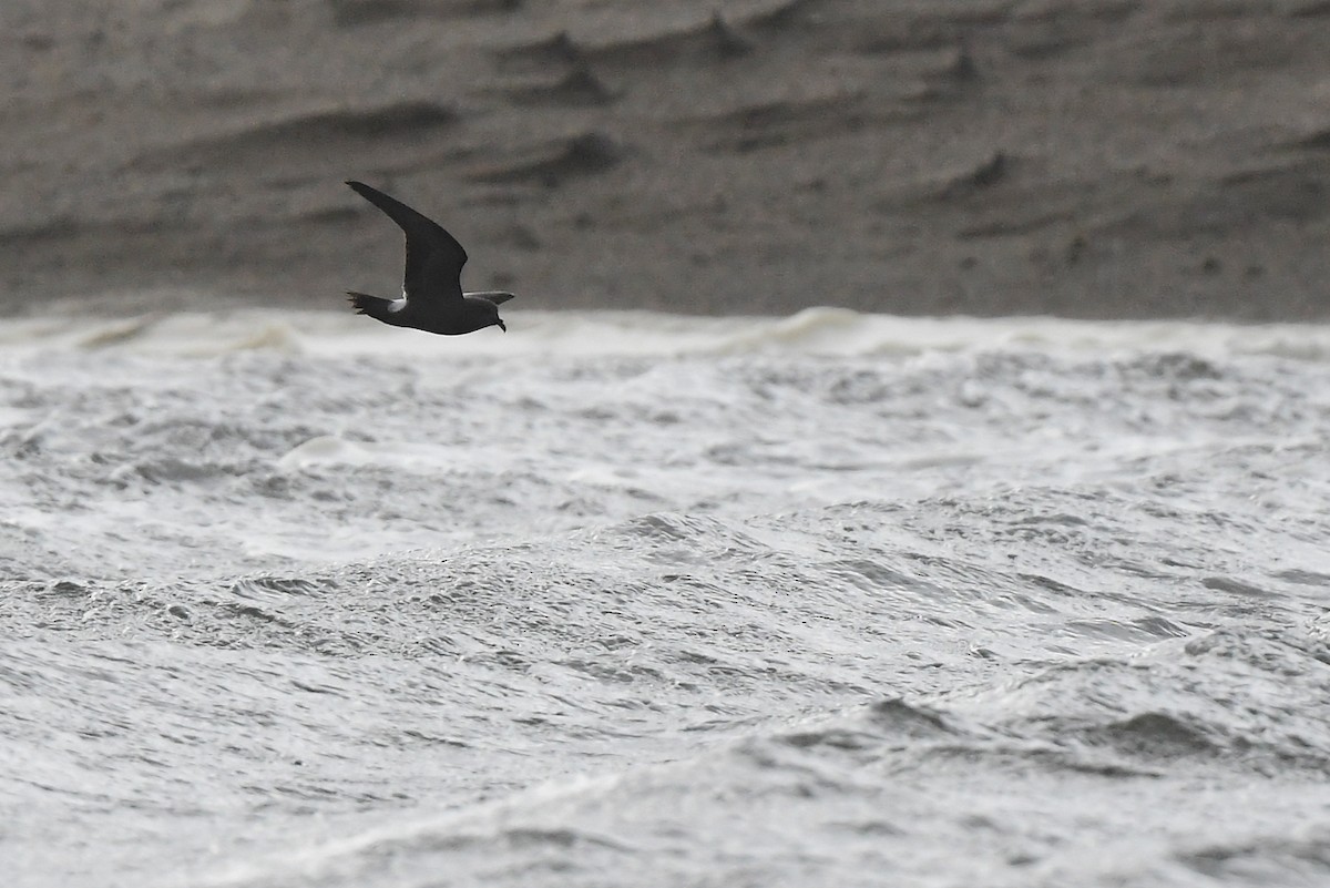 Leach's Storm-Petrel - ML627824145