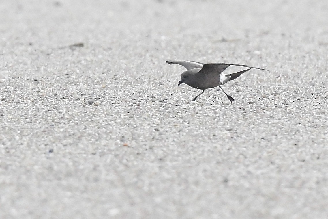 Leach's Storm-Petrel - ML627824152