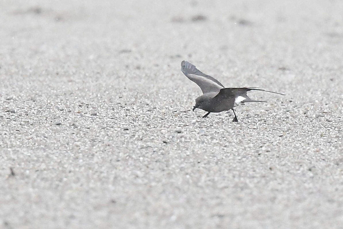 Leach's Storm-Petrel - ML627824157