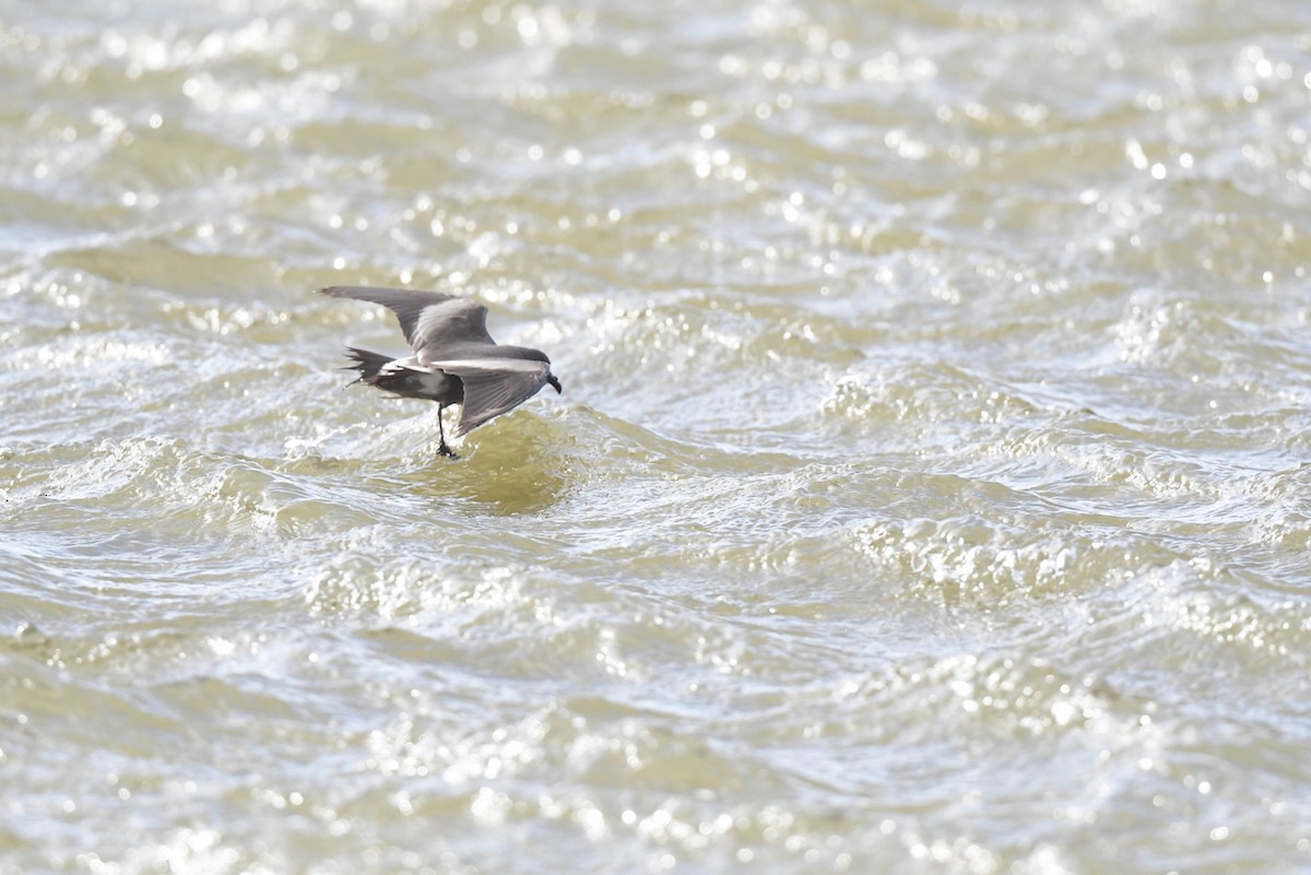 Leach's Storm-Petrel - ML627824160