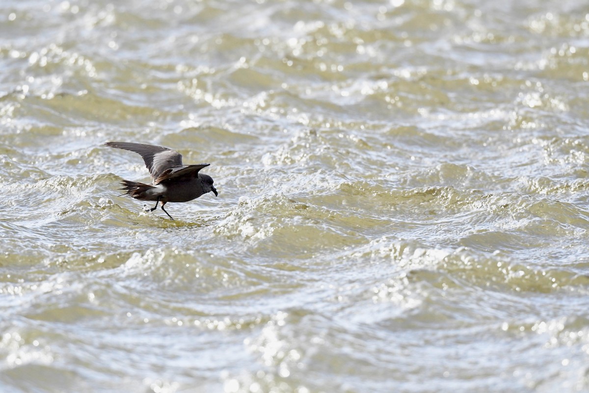 Leach's Storm-Petrel - ML627824163