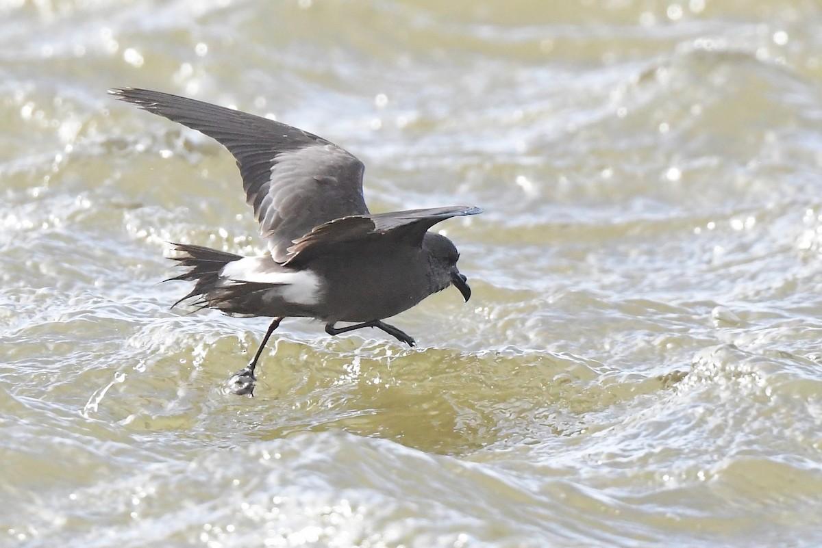 Leach's Storm-Petrel - ML627824165