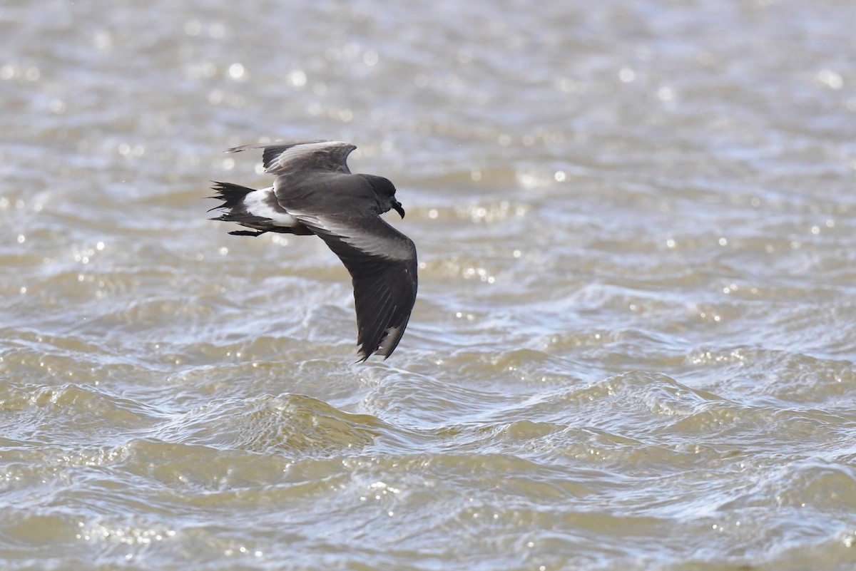 Leach's Storm-Petrel - ML627824169