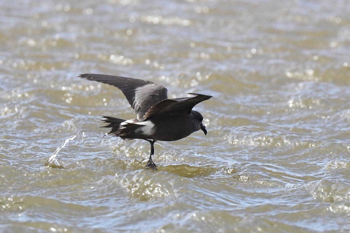 Leach's Storm-Petrel - ML627824170