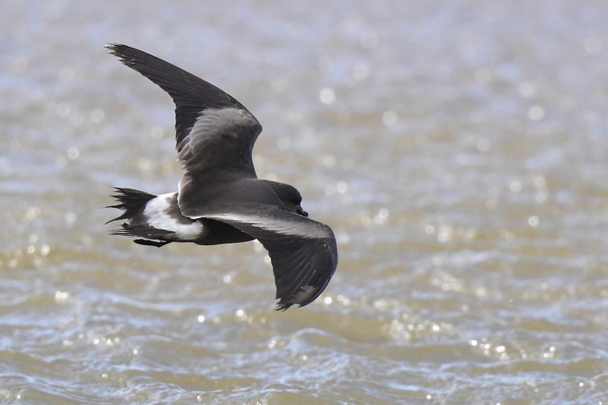 Leach's Storm-Petrel - ML627824175