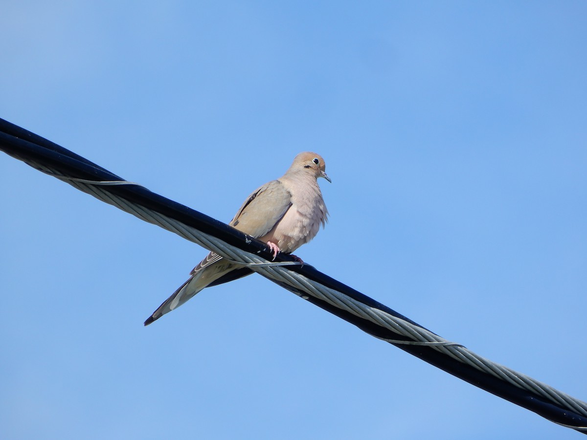 Mourning Dove - ML627824364