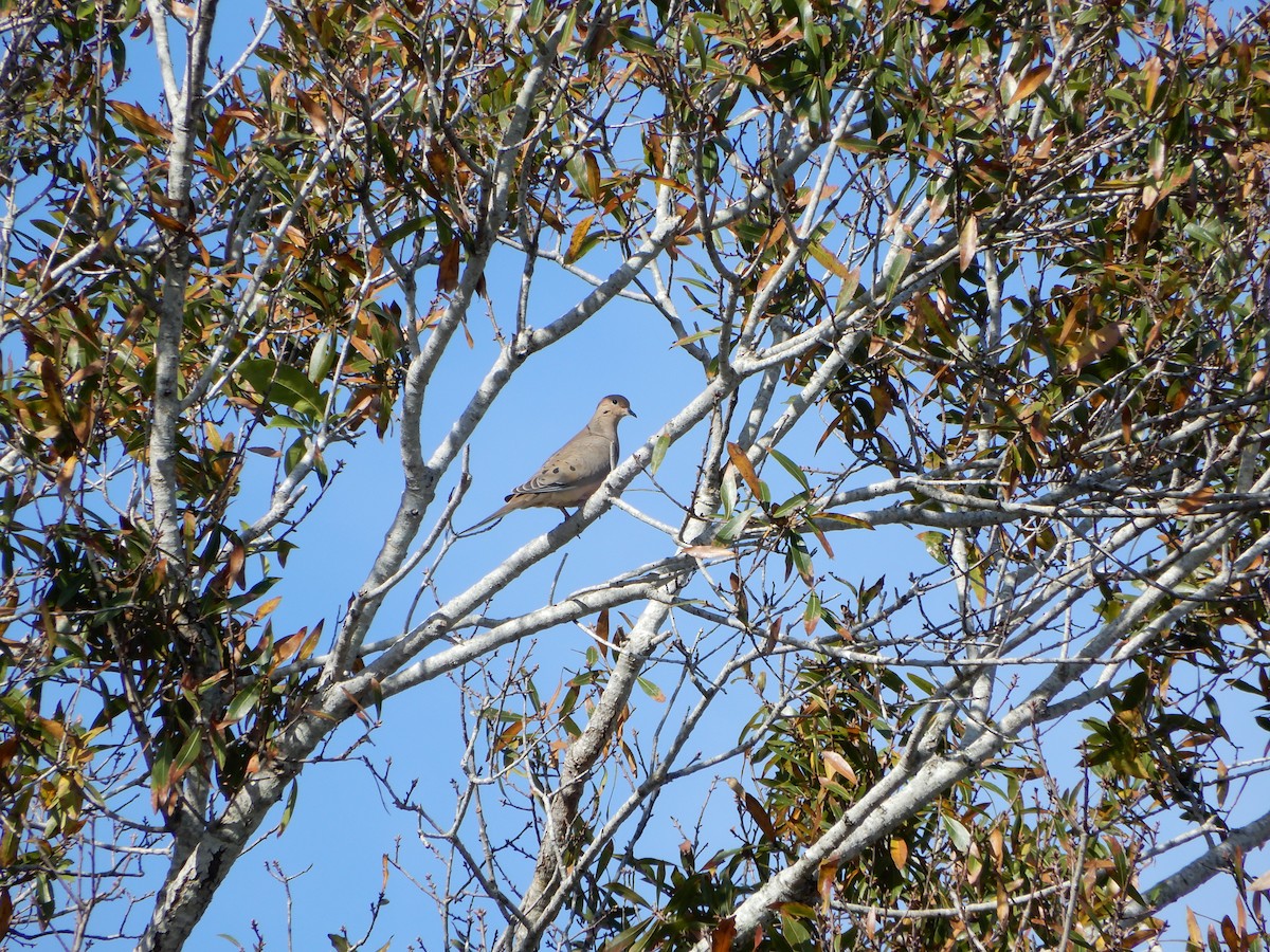 Mourning Dove - ML627824397