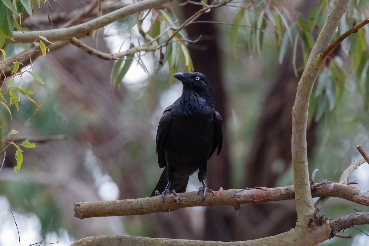 Australian Raven - ML627824460
