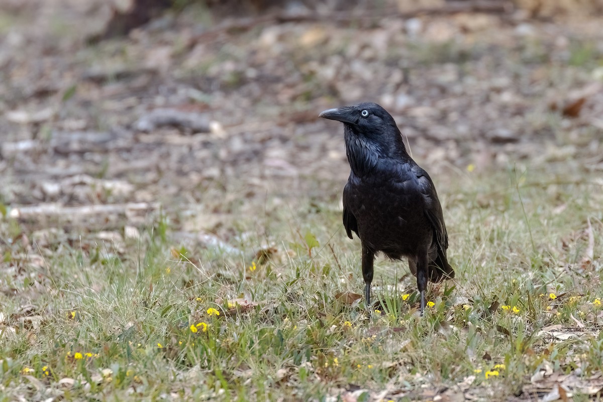 Australian Raven - ML627824461