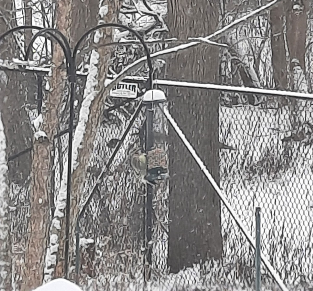 Yellow-bellied Sapsucker - ML627824475