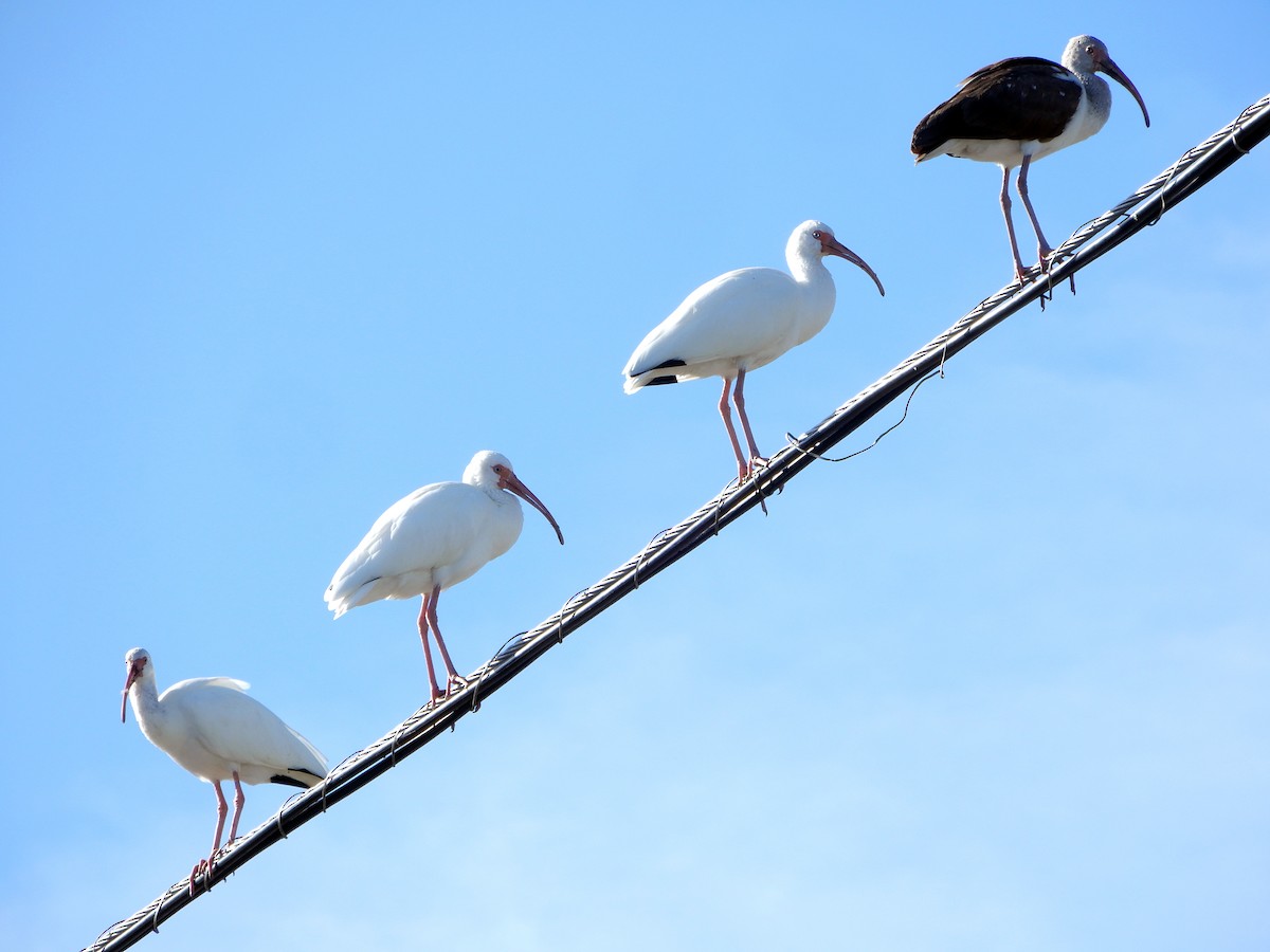 White Ibis - ML627824499