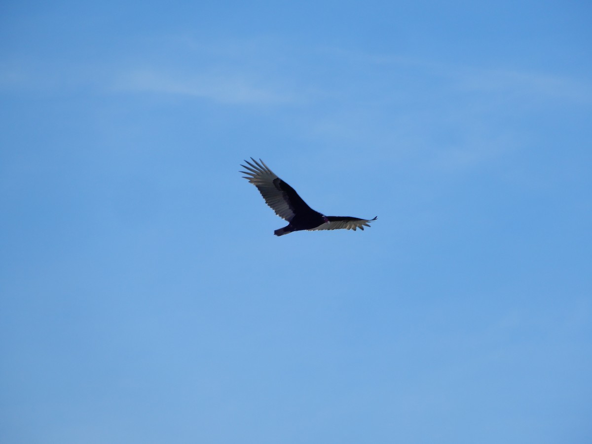 Turkey Vulture - ML627824518