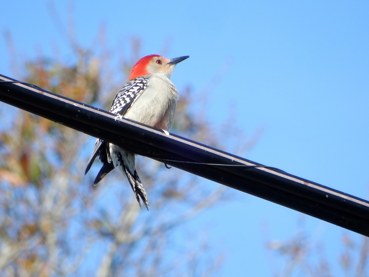 Red-bellied Woodpecker - ML627824554