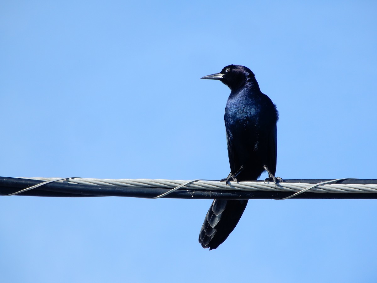 Boat-tailed Grackle (westoni) - ML627824584