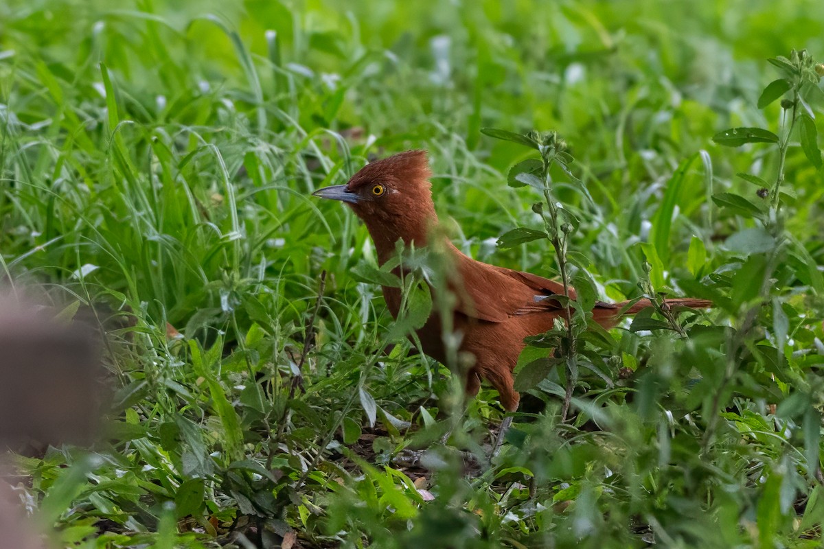 Rufous Cacholote - ML627824591