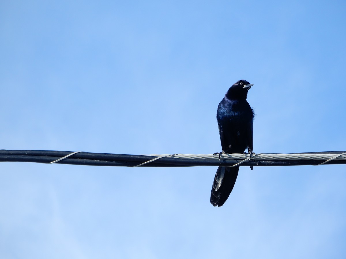 Boat-tailed Grackle (westoni) - ML627824595