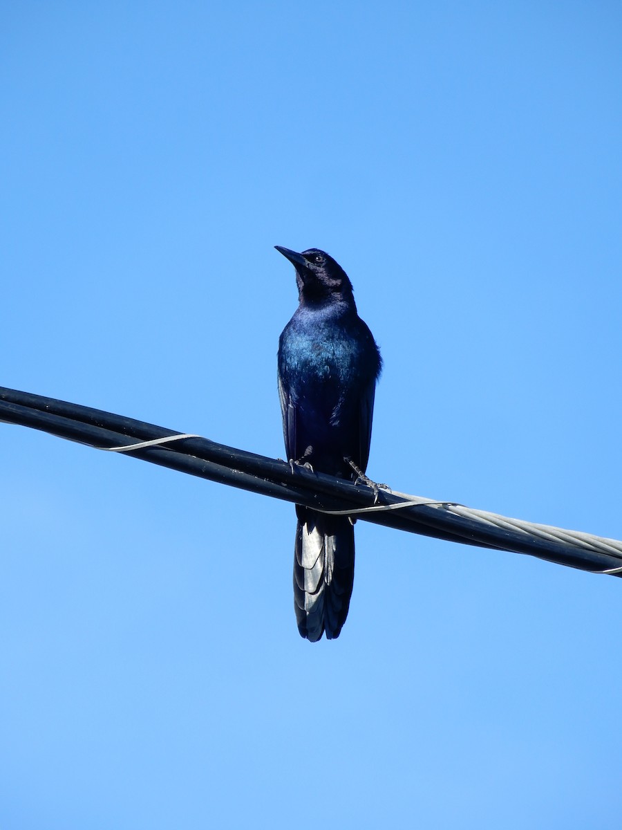 Boat-tailed Grackle (westoni) - ML627824621