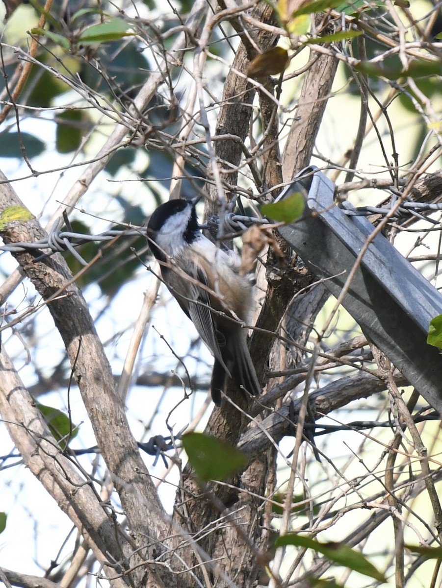Black-capped Chickadee - ML627824635