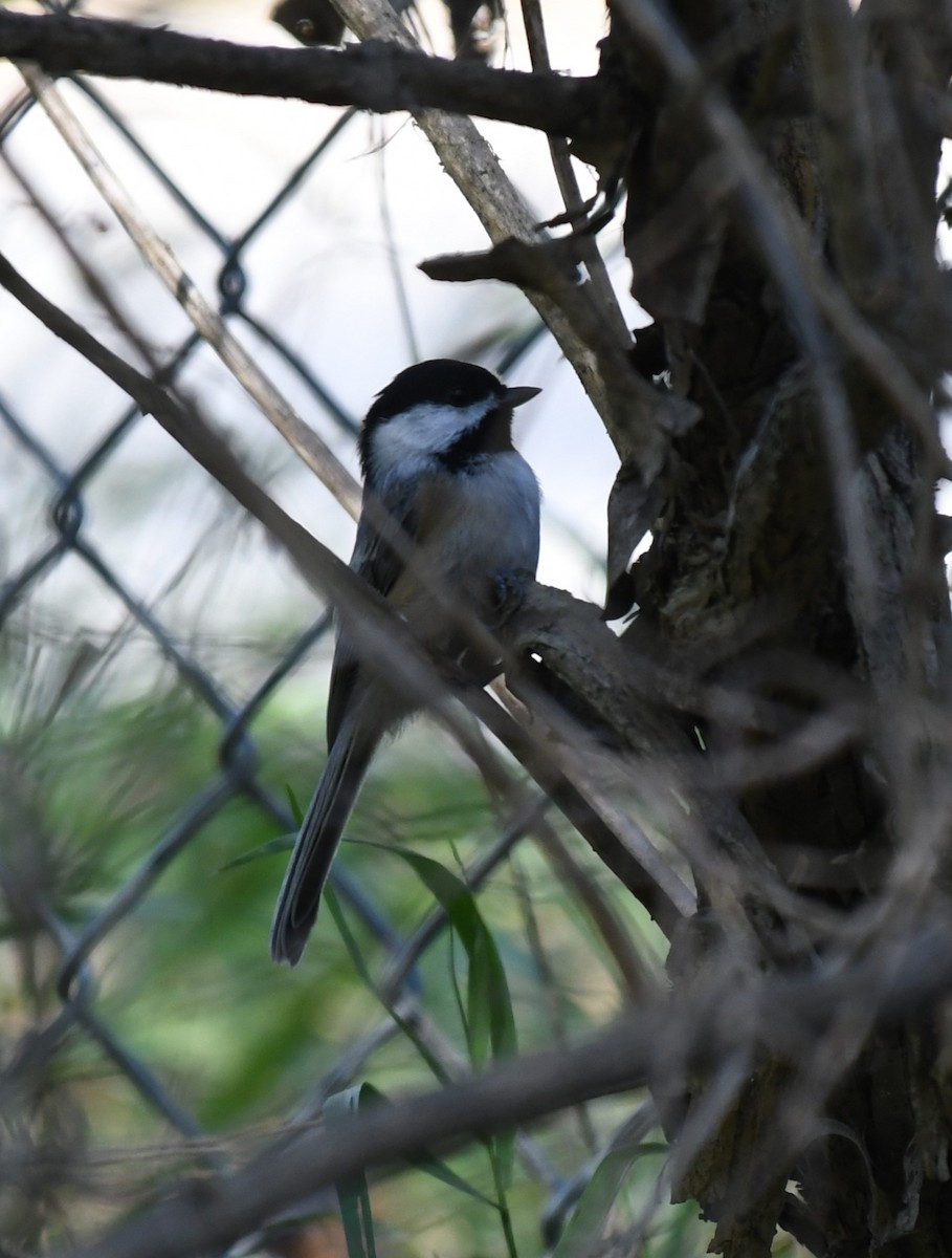 Black-capped Chickadee - ML627824636