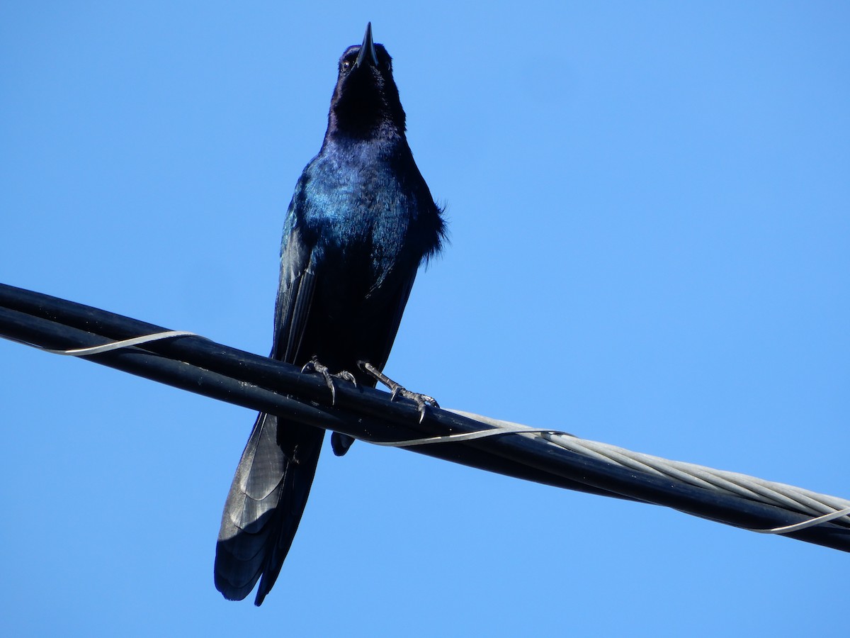 Boat-tailed Grackle (westoni) - ML627824639