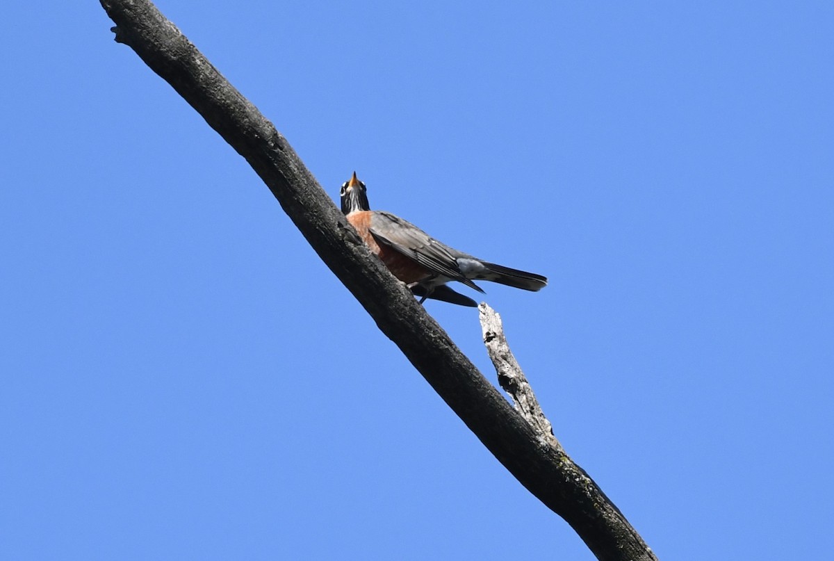Zozo papargorria - ML627824642