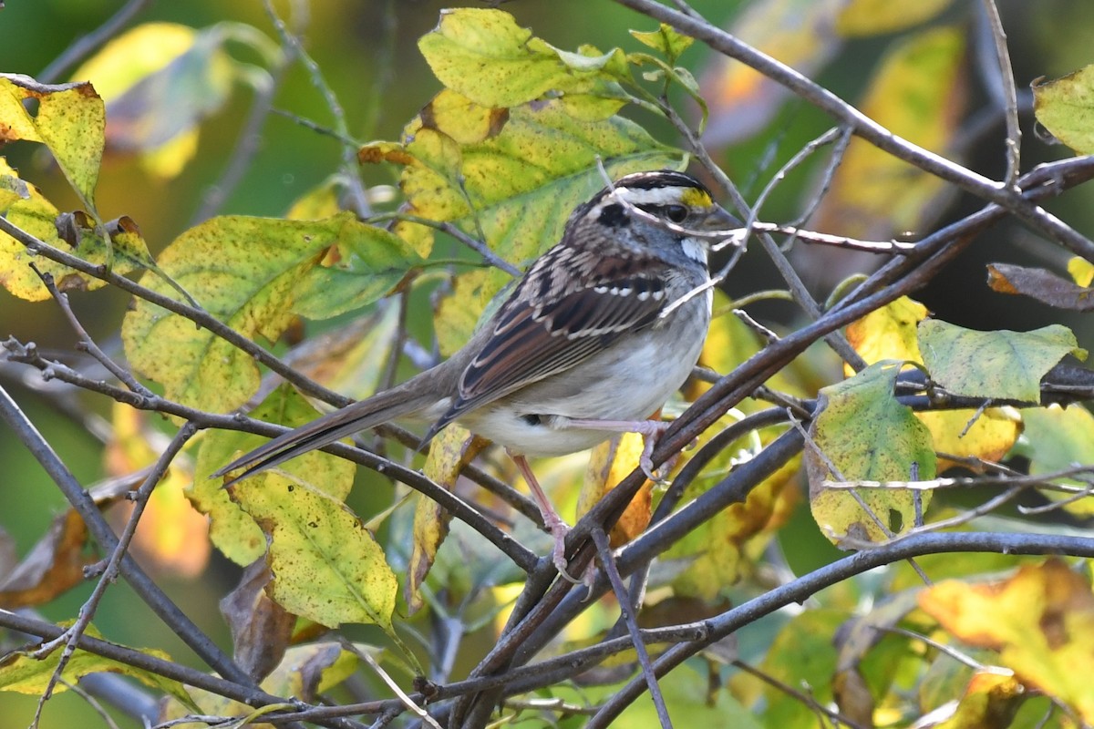 White-throated Sparrow - ML627824646
