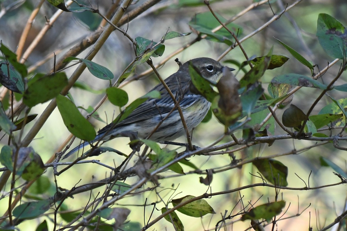 Yellow-rumped Warbler (Myrtle) - ML627824657