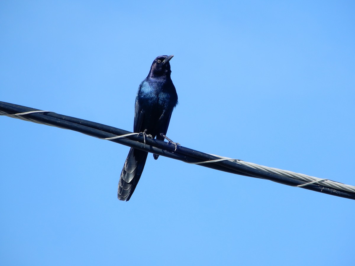 Boat-tailed Grackle (westoni) - ML627824666