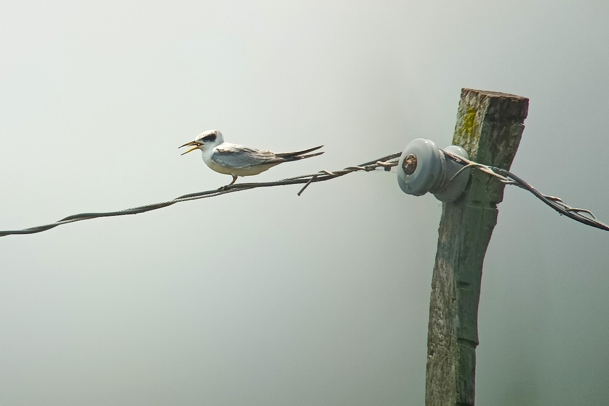 Yellow-billed Tern - ML627824699