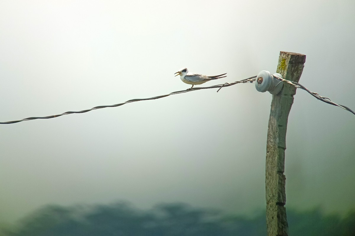 Yellow-billed Tern - ML627824700