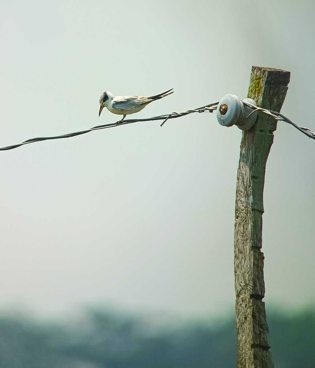 Yellow-billed Tern - ML627824701