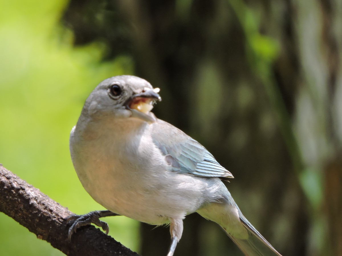 Sayaca Tanager - ML627824818