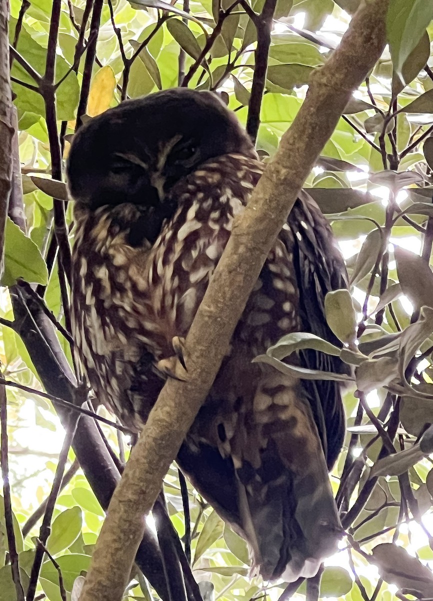 Morepork - ML627824860