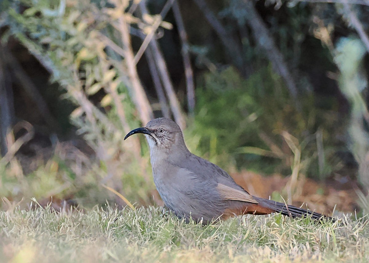 Crissal Thrasher - ML627824861