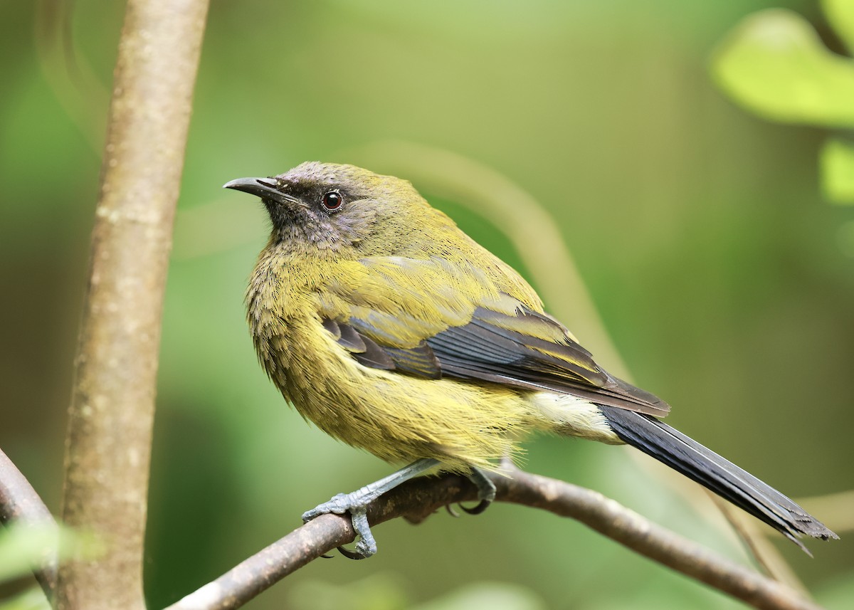 New Zealand Bellbird - ML627824873