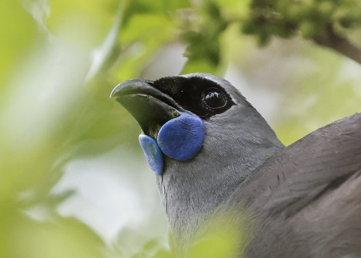 North Island Kokako - ML627824907