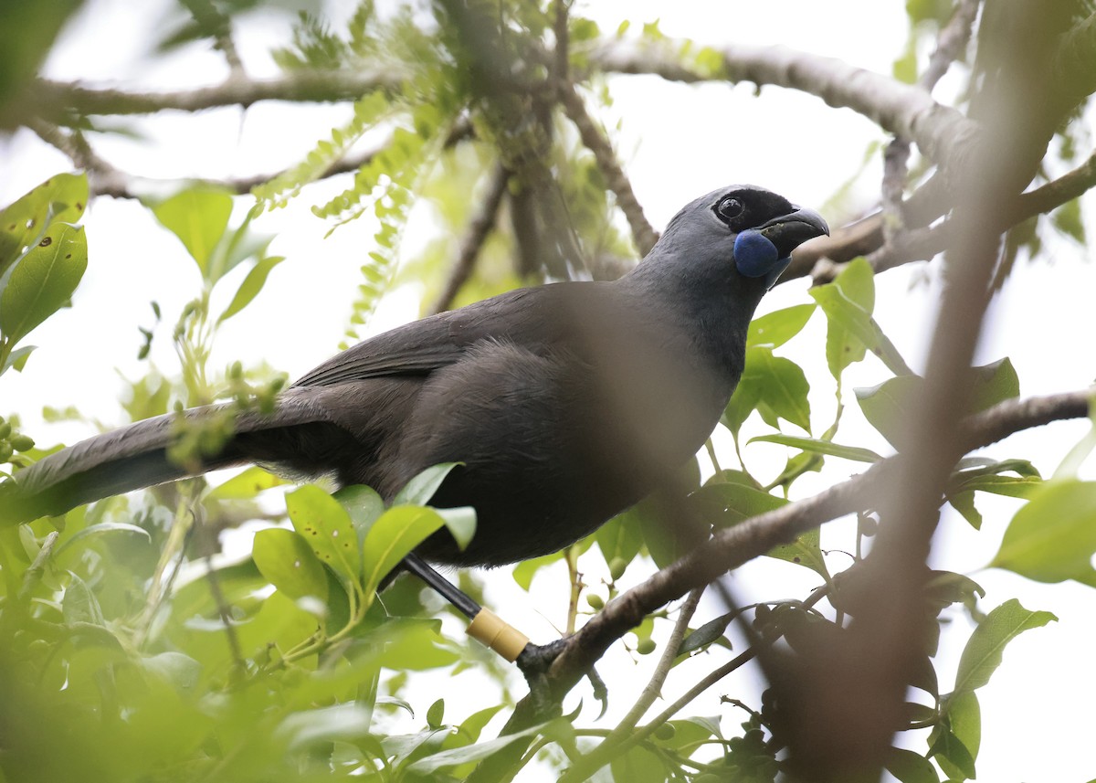 North Island Kokako - ML627824908