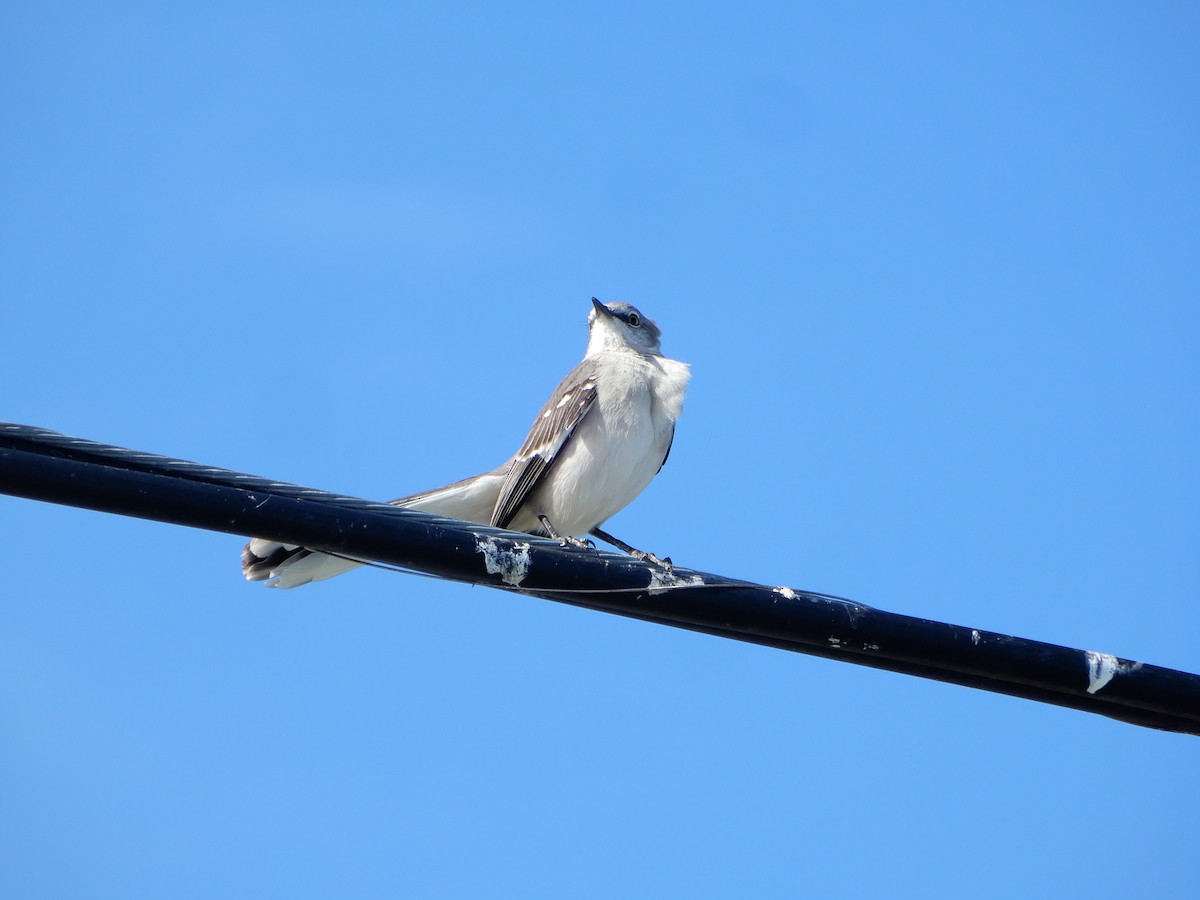 Northern Mockingbird - ML627824923