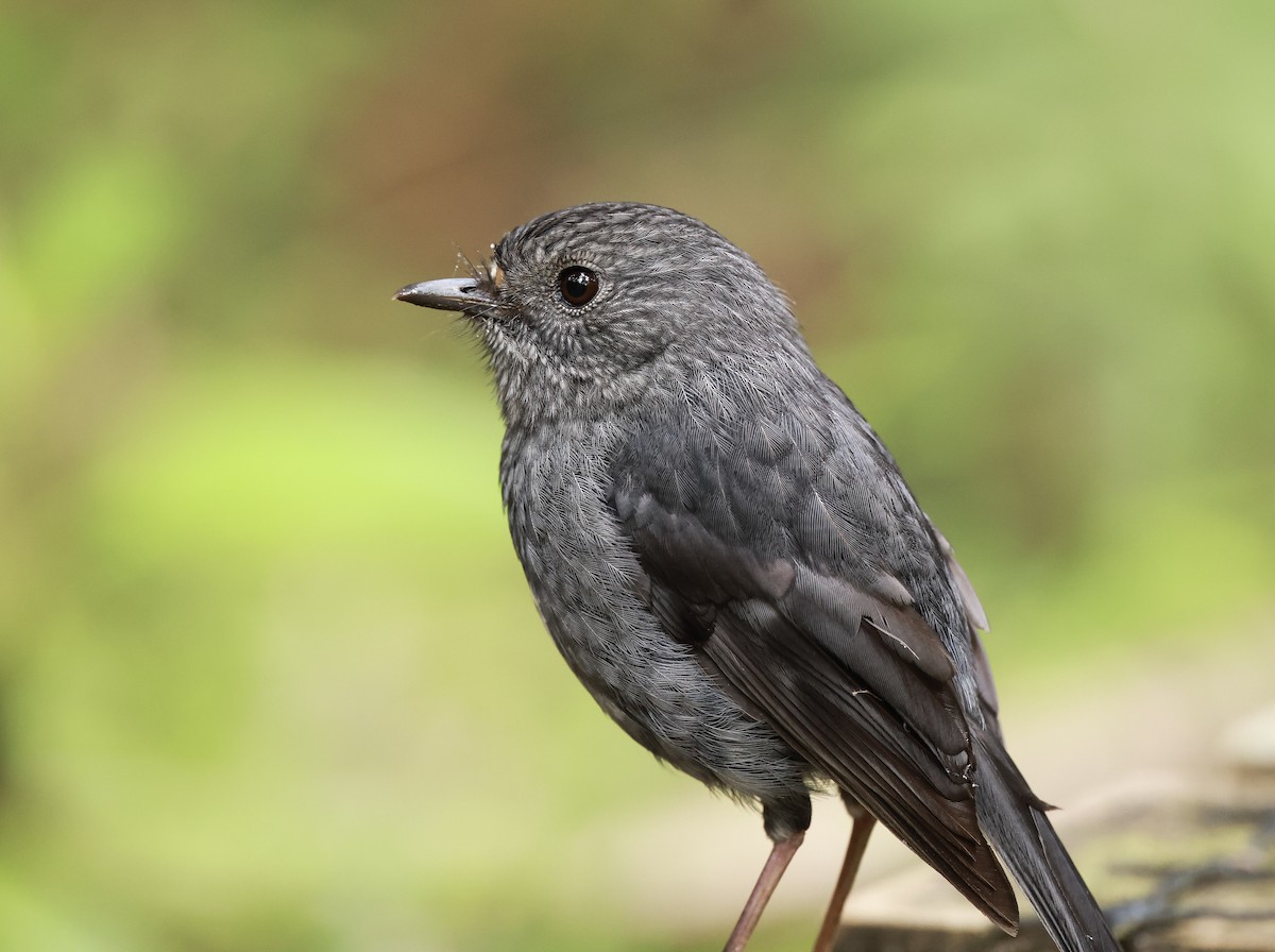 North Island Robin - ML627824926