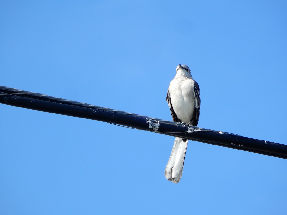 Northern Mockingbird - ML627824973