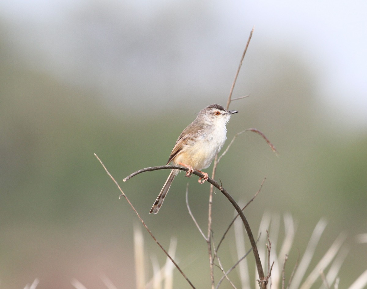 Tawny-flanked Prinia - ML627825034