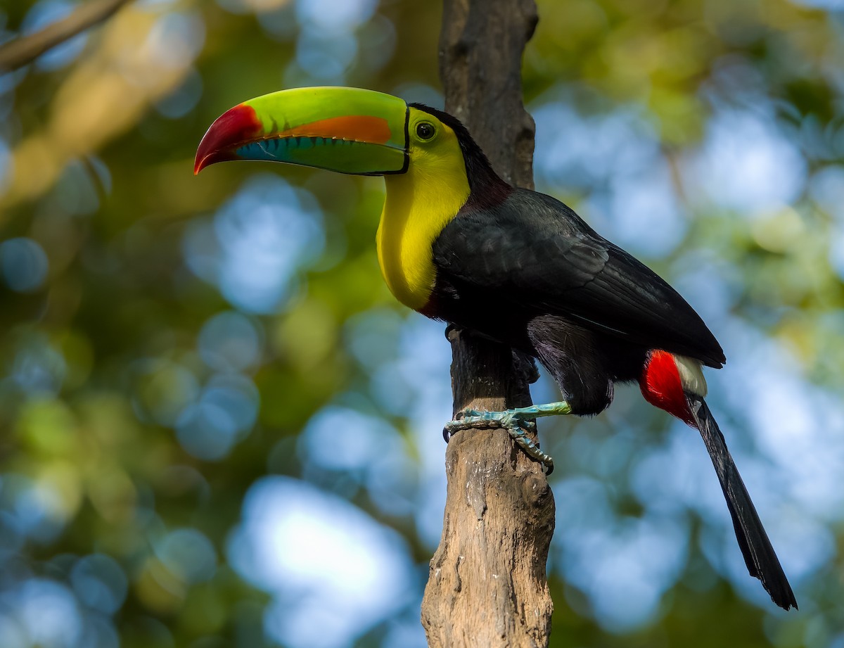 Keel-billed Toucan - ML627825039