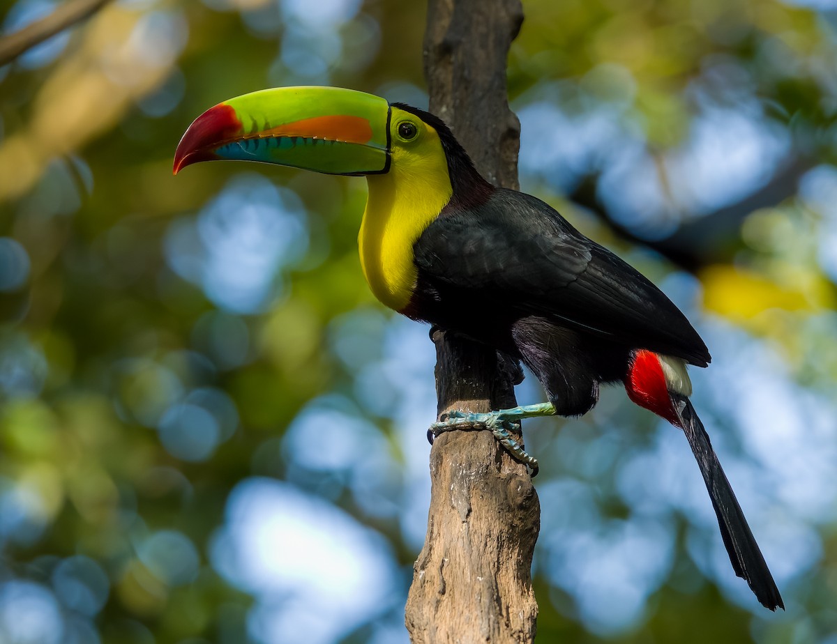 Keel-billed Toucan - ML627825040