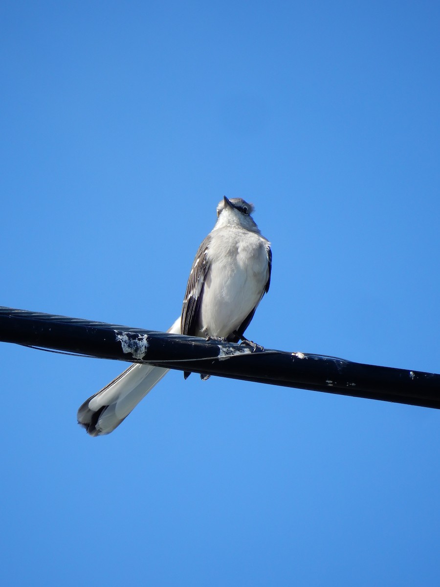 Northern Mockingbird - ML627825041