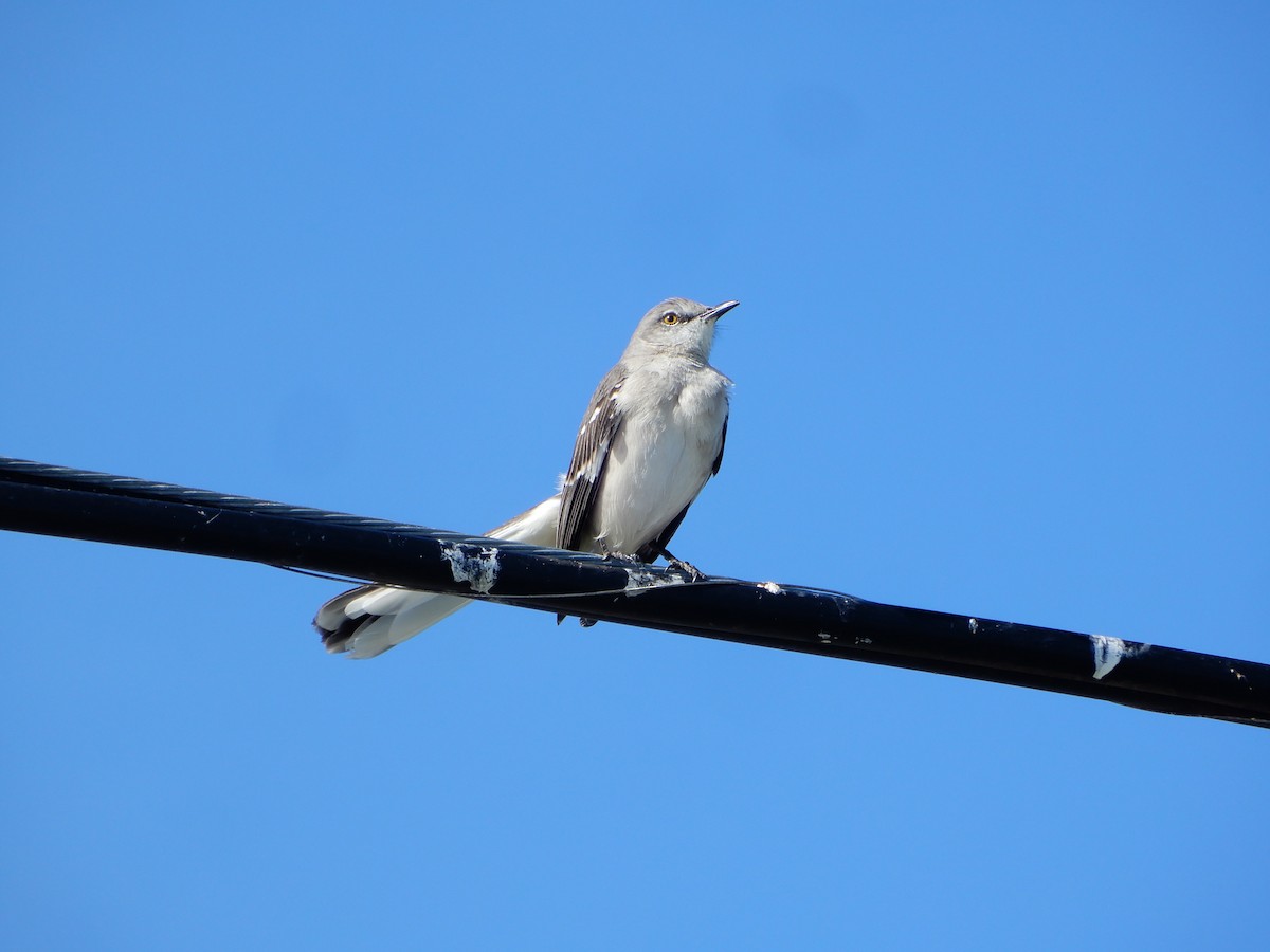 Northern Mockingbird - ML627825059