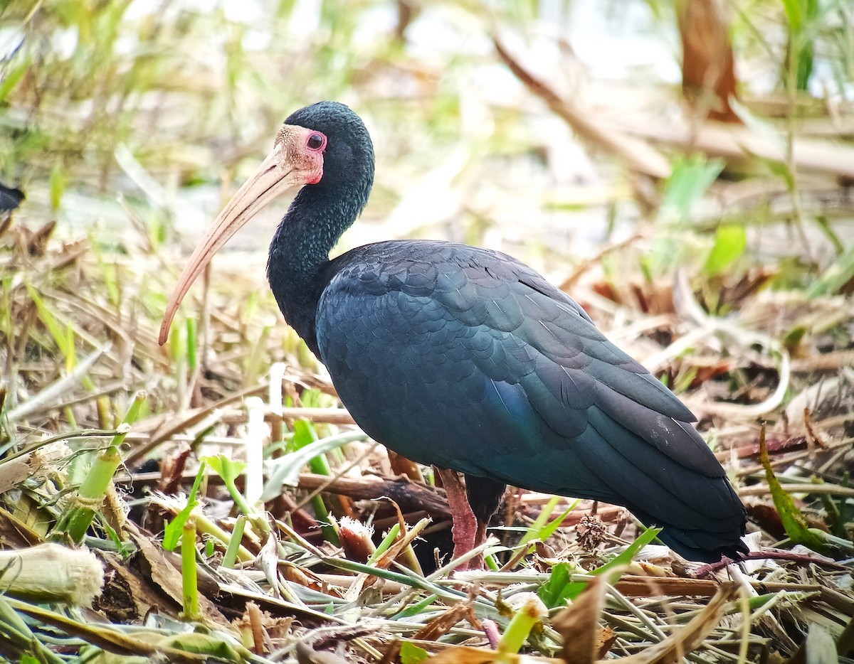 Bare-faced Ibis - ML627825065