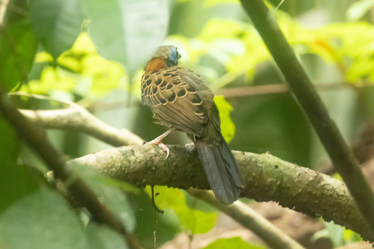 Ocellated Antbird - ML627825073